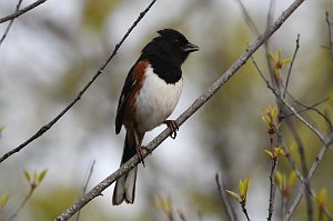 Towhee, Eastern, 2017-05085522 Parker River NWR, MA